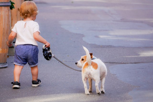 犬がお散歩中に駄々をこねる理由とは？どんな要望で？アンケート結果も★ブリナビ調査隊★