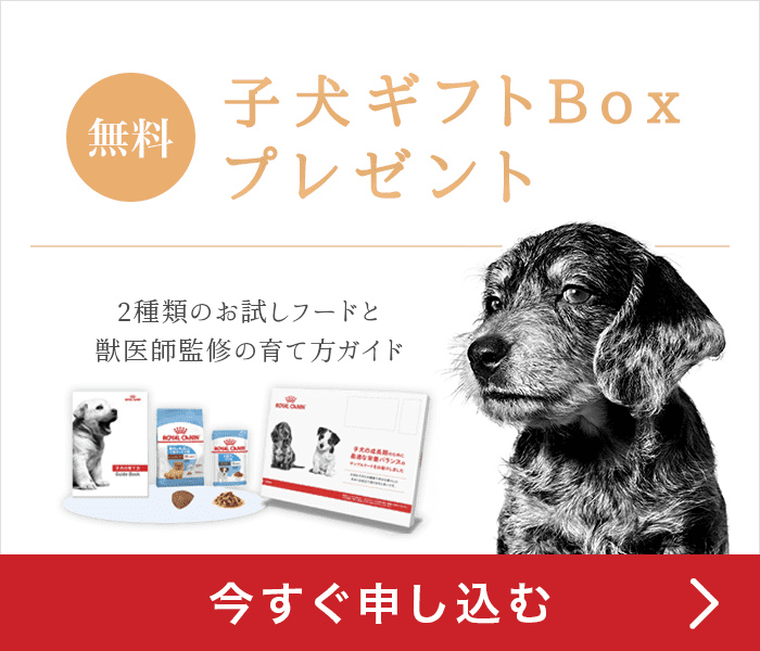 解決したい 犬の無駄吠えのしつけは 吠える理由や対策方法 ブリーダーナビ
