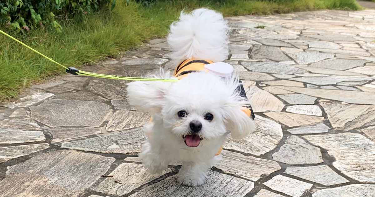 呼ばれて駆け寄ってくる愛犬