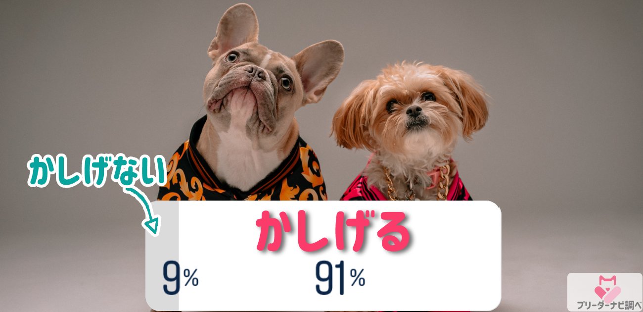 犬が首をかしげるのはなぜ アンケート調査では9割以上がする行動という結果に ブリナビ調査隊 ブリーダーナビ