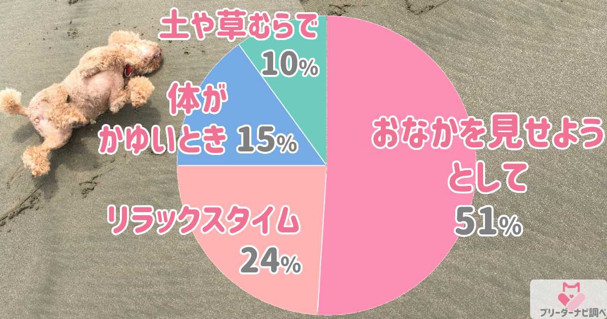 犬がゴロスリするタイミングはいつ？アンケート結果