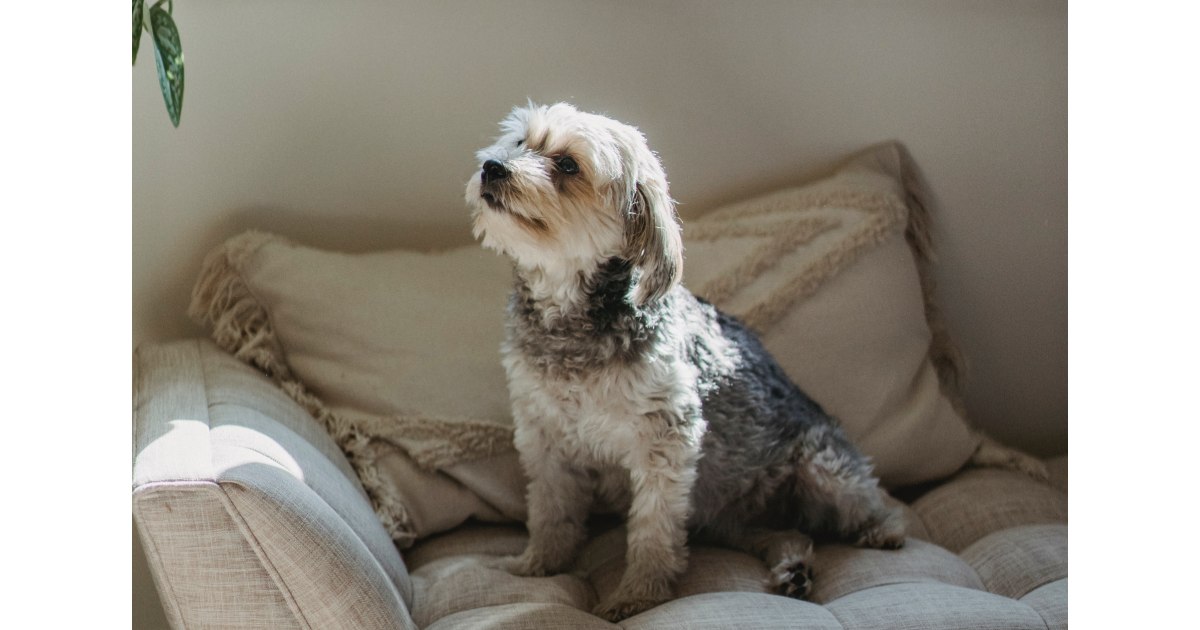 愛犬の甘えん坊度チェック どんなしぐさをする ブリーダーナビ