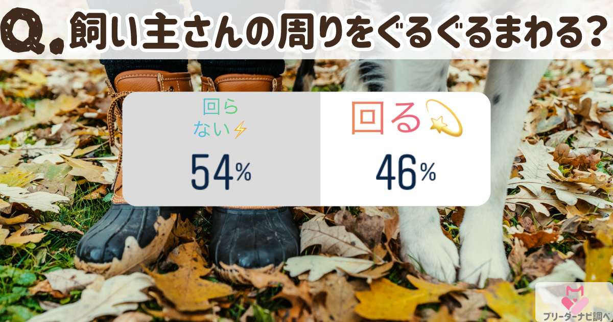 犬が人の周りをぐるぐる回る理由は?飼い主の周りを回る犬の割合調査結果発表も!☆ブリナビ調査隊☆ | ブリーダーナビ 犬が人の周りをぐるぐる回る理由は?飼い主の周りを回る犬の割合調査結果発表も!☆ブリナビ調査隊☆ | ブリーダーナビ