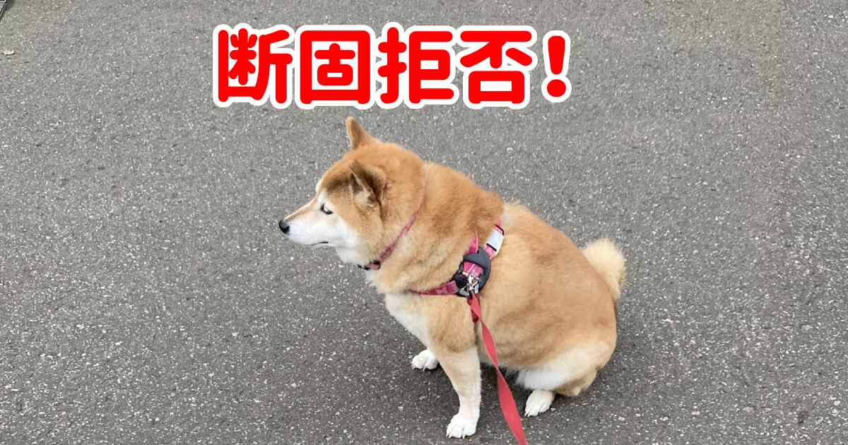 散歩拒否が話題！柴犬ちゃんの「柴犬らしい」エピソードを飼い主さんに聞いた