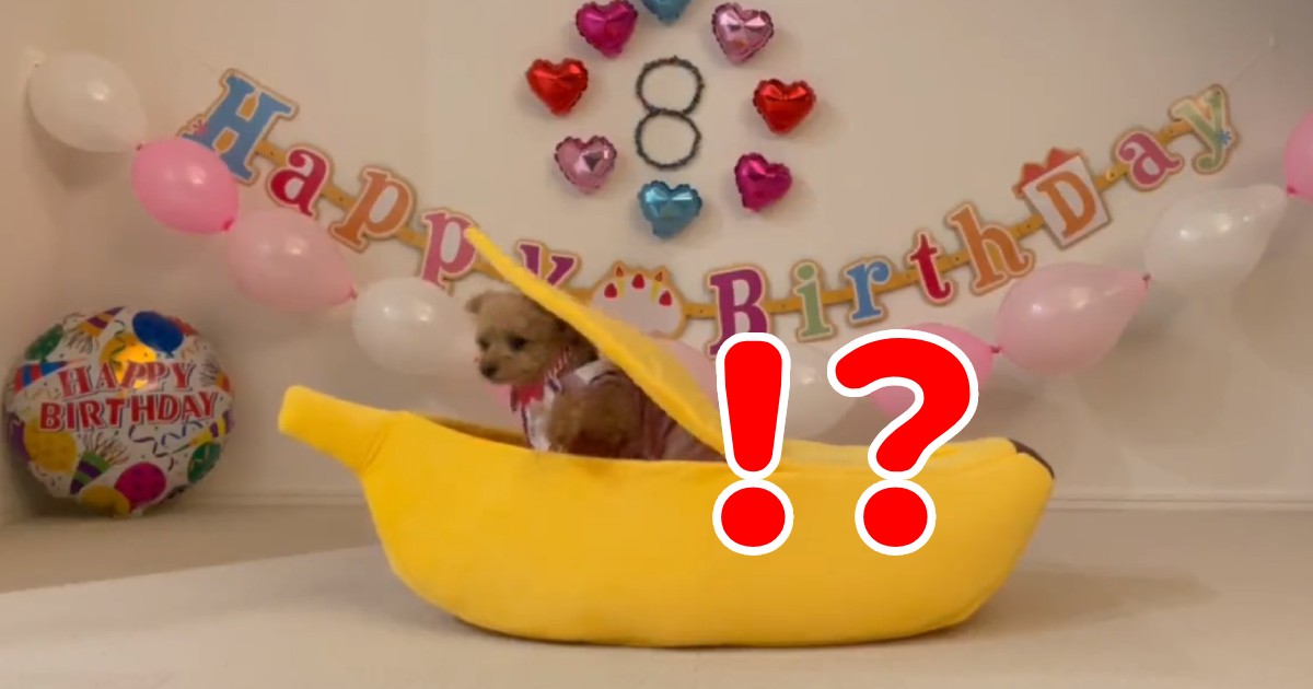 Happy Birthday！！主役犬が『バナナから現れる』だと？！パーティの様子を飼い主さんに聞いた