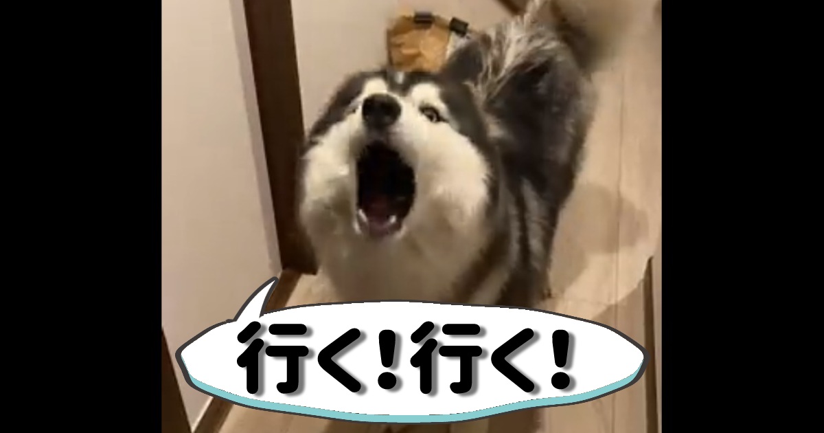 おしゃべり上手な犬くん「お散歩行く！」のお返事がすごい！他に話す時は？飼い主さんに聞いた