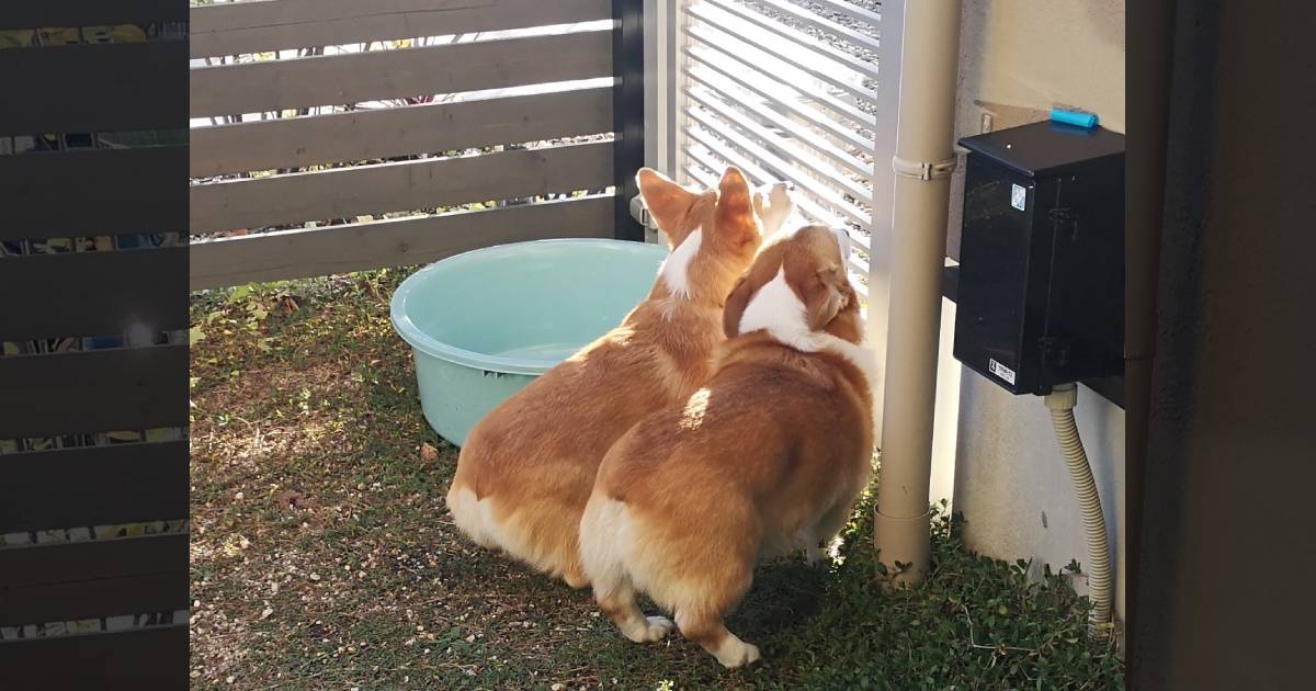 かわいいお尻×2でお出迎え！飼い主さんを歓迎するコーギーズが激かわ♡見送りはどうなのか飼い主さんに聞いた