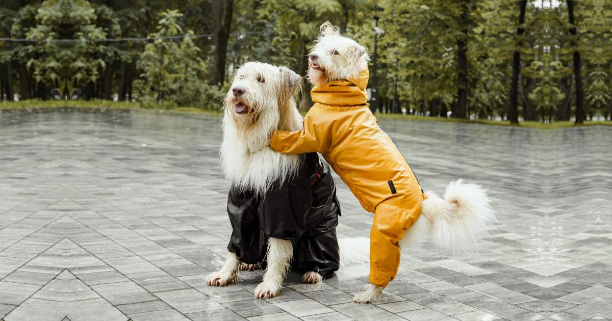 雨の日のお散歩ってどうするのが正解？調査結果では7割が「行かない」派!?★ブリナビ調査隊★