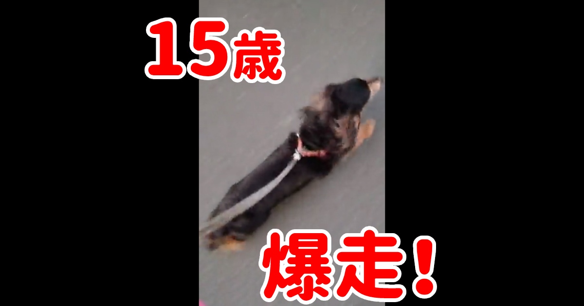 元気があればなんでもできる！15歳のMダックスくん衝撃の爆走！飼い主さんに元気エピソードを聞いた