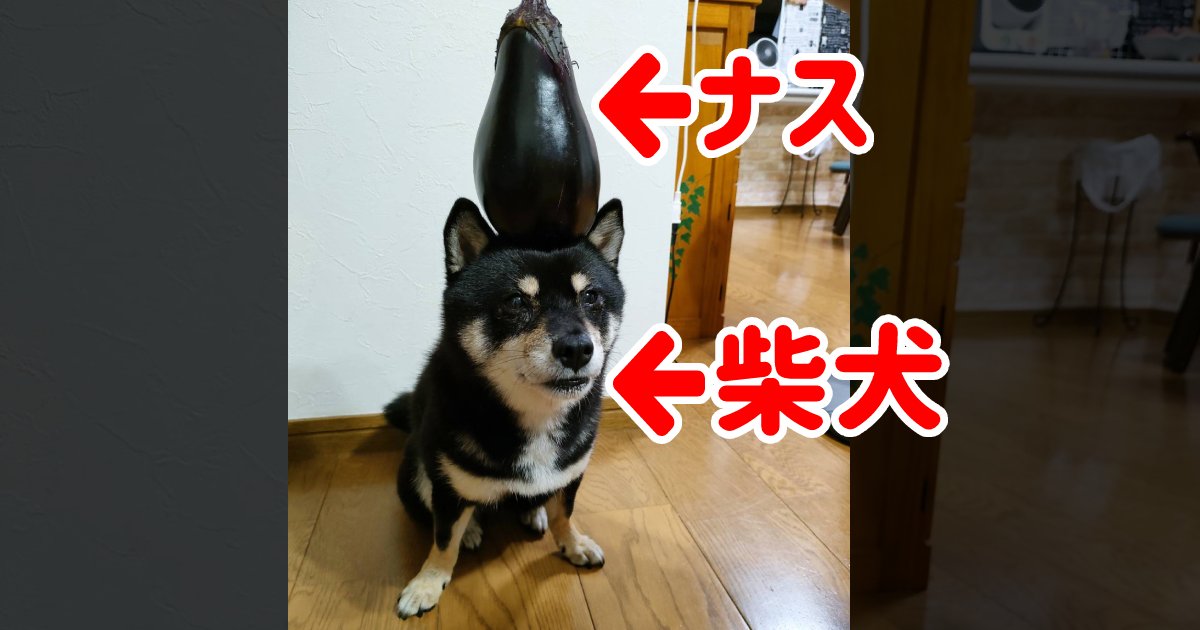 遠近法じゃないよ！ナスと同じ大きさの柴犬ちゃん登場!?実際のサイズを飼い主さんに聞いた