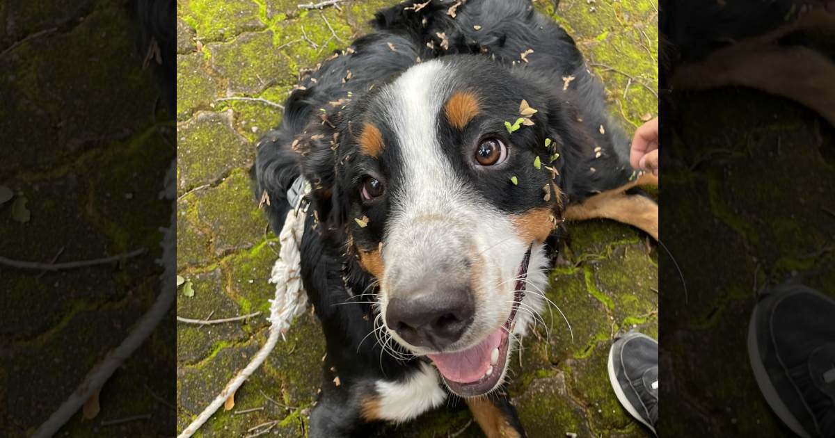 ひえ～！全身にひっつき虫！やんちゃ伝説を生み出し続ける大型犬くんについて飼い主さんに聞いた