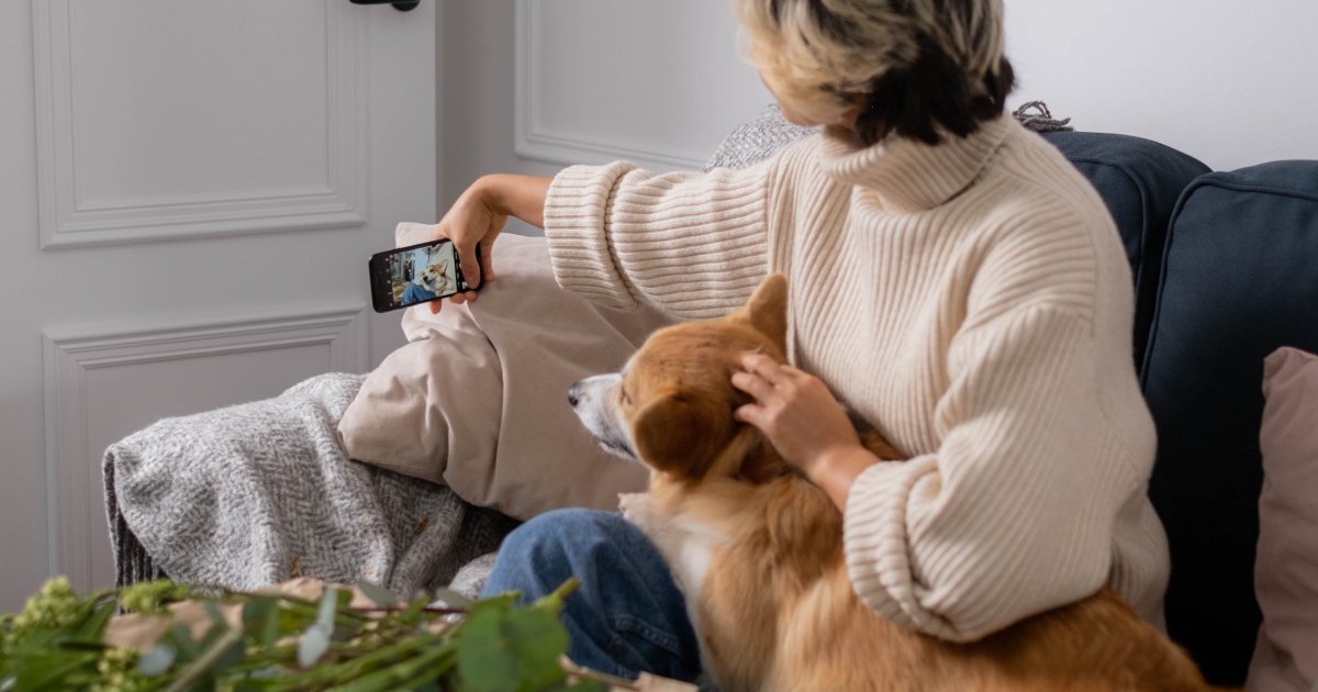 愛犬のカメラ嫌い克服の方法とは！カメラ目線できる犬の割合調査結果発表も★ブリナビ調査隊★