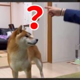 フェイントに引っかかるピュアな柴犬くん