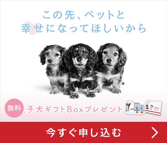 甘噛み それとも本気噛み トイプードルの噛み癖を直したい ブリーダーナビ