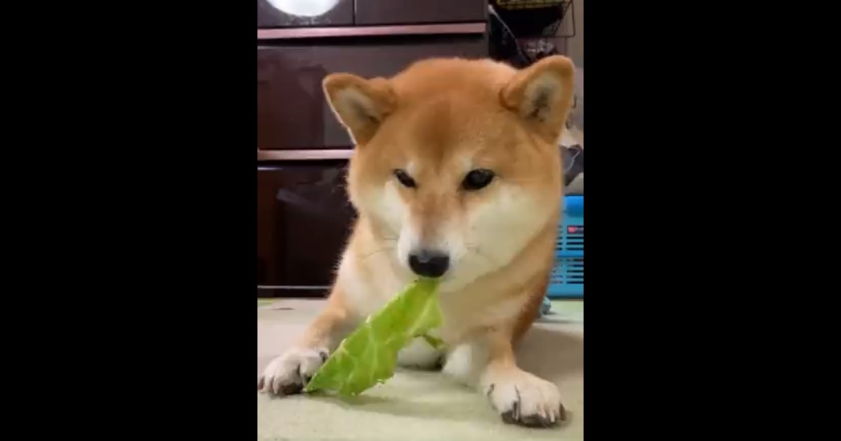 グルメな草食犬!?お上品にキャベツを食べる柴犬ちゃんがかわいいと話題♡