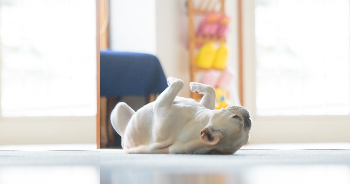 ゴロスリしている犬