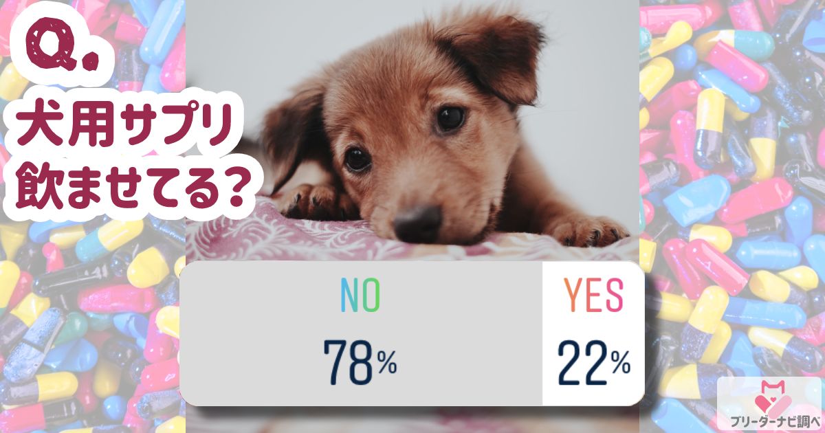 愛犬にサプリ与えてる？アンケート結果発表！おすすめのサプリメントもご紹介♪★ブリナビ調査隊★