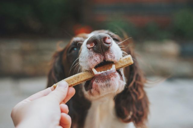 『犬用おやつ』選び3つのポイントとは？おすすめの安心安全おやつもご紹介♪