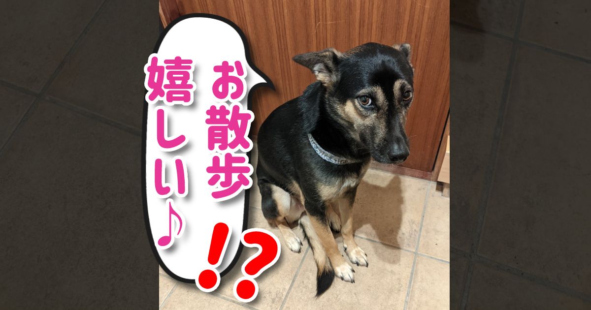 シュンとしてるけどお散歩行きたい!?犬さんの気持ちと態度が正反対な理由を飼い主さんに聞いた