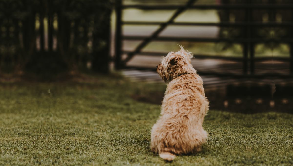 芝生にいるさみしそうな犬の後ろ姿