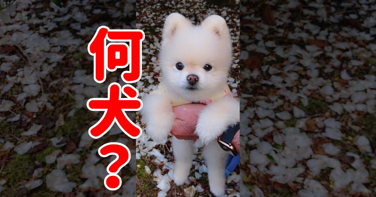 同じ犬種なのに「何犬？」って聞かれた…柴犬カットのポメくんが激かわ♡