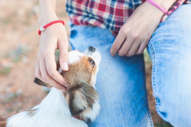 犬のしぐさから気持ちと心理を読み取ろう-甘えたいときのしぐさ