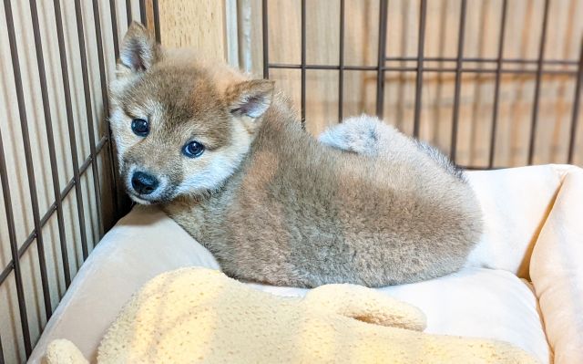 犬の寝床の作り方、場所や季節への対応-夏の寝床対策