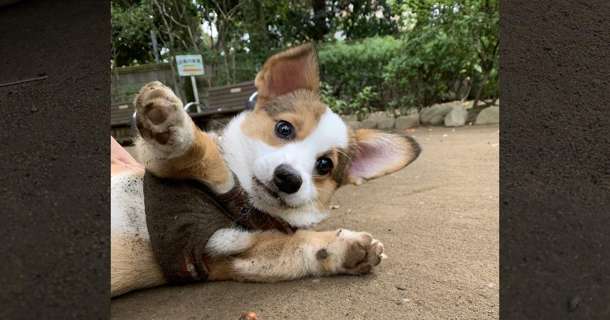 毎日が大冒険！泥だらけで散歩を満喫する子犬が可愛すぎると話題♪飼い主さんに散歩事情を聞いた