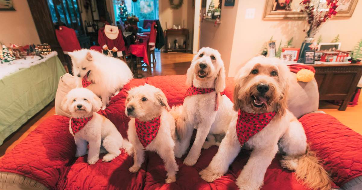 大中小の犬達がクリスマスパーティ