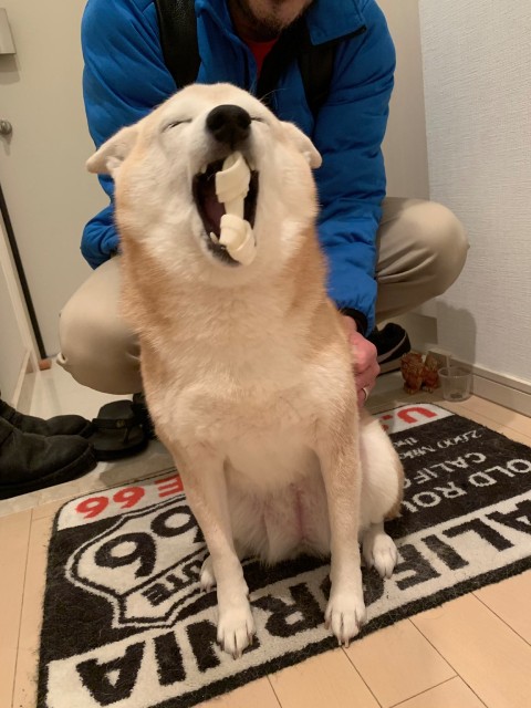 柴犬まめちゃん_おくち全開でガムをタテに持つ柴犬ちゃんの笑顔がバズった！