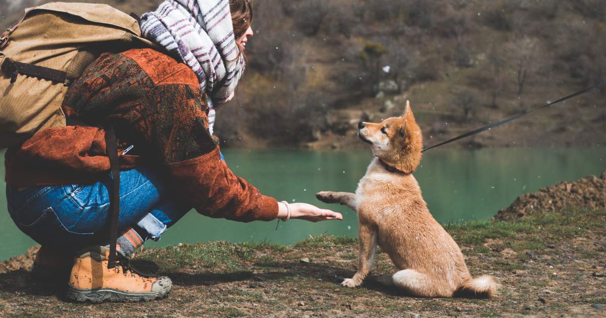 犬がお手をしないときの心理は？事前調査では驚きの結果に！★ブリナビ調査隊★