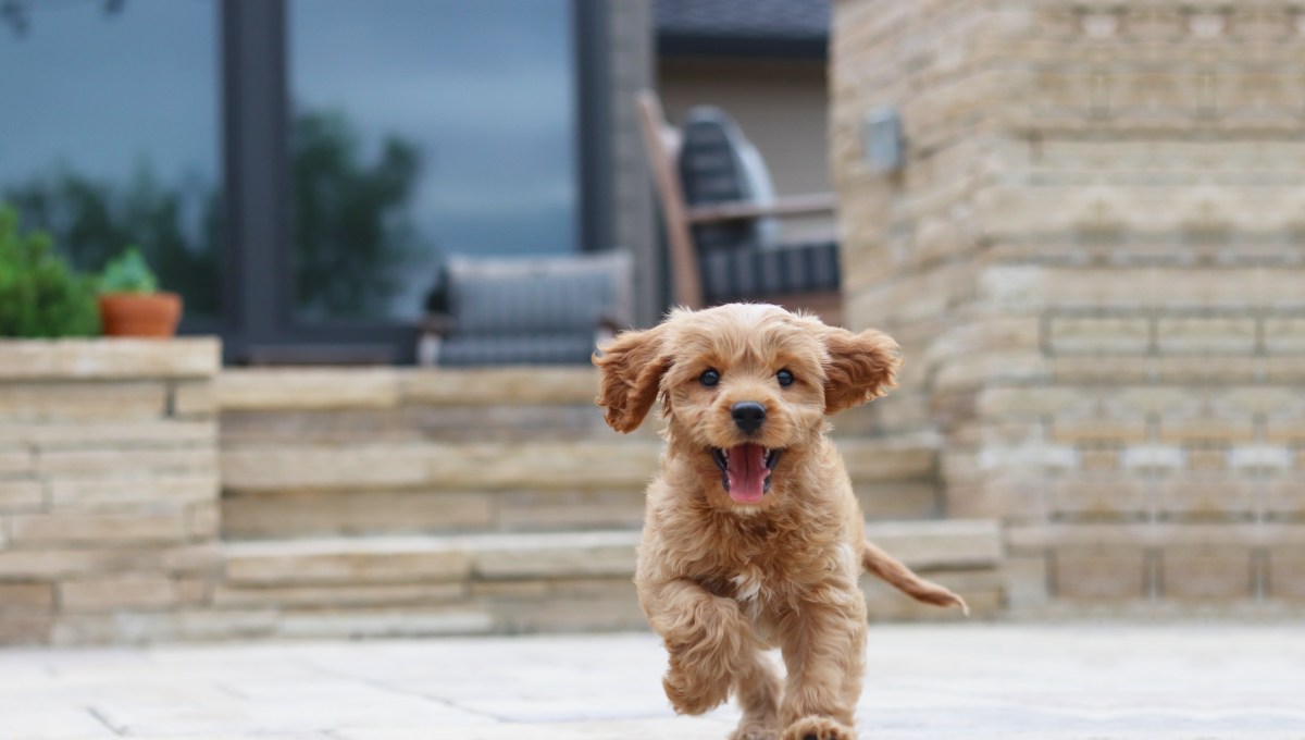 犬がついてくる理由とは？後ろを離れない気持ち