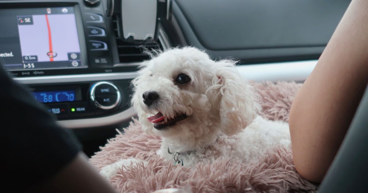 車に乗った小型犬