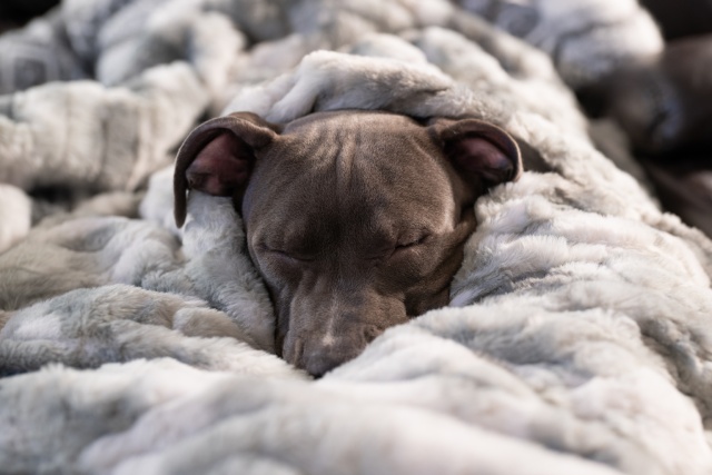 犬の寝床の作り方、場所や季節への対応-冬の寝床対策