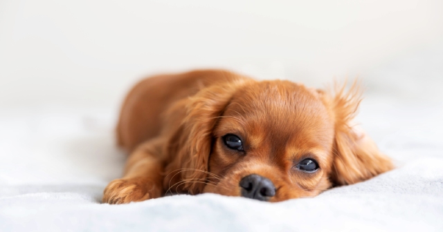 犬のしぐさから気持ちと心理を読み取ろう！