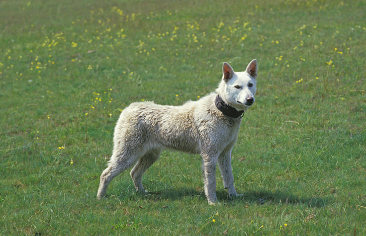 紀州犬