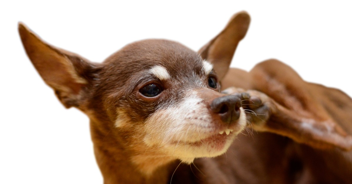 愛犬のマダニ予防方法をご紹介。調査の結果、対策しているのは約7割!★ブリナビ調査隊★