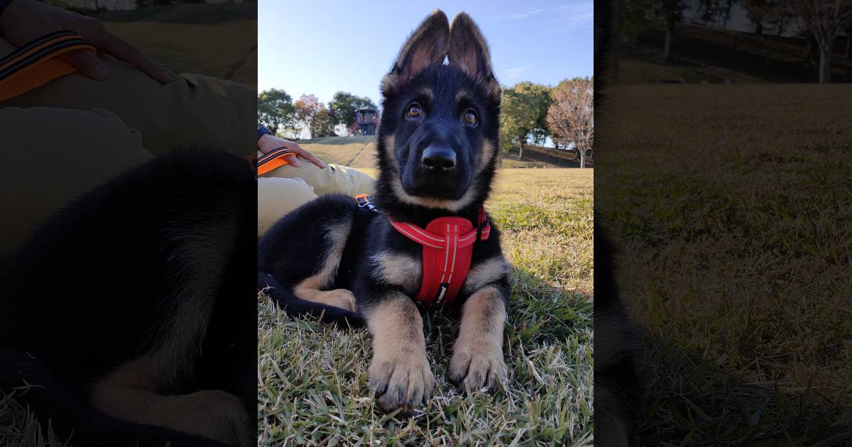 犬の耳ってそんな角度になるの!?立派な耳がかわいすぎるシェパパピー♡飼い主さんに普段の様子を聞いた