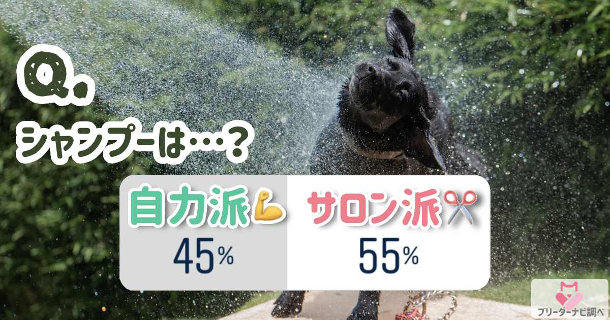 愛犬のシャンプーは自力派orサロン派？アンケート結果発表！編集部