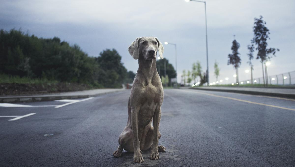 淋しい夕方の道路に座る犬
