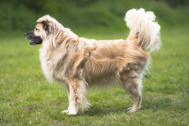 犬のしぐさから気持ちと心理を読み取ろう-警戒しているときのしぐさ