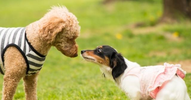 かわいい垂れ耳の犬種は？おすすめ10種をご紹介