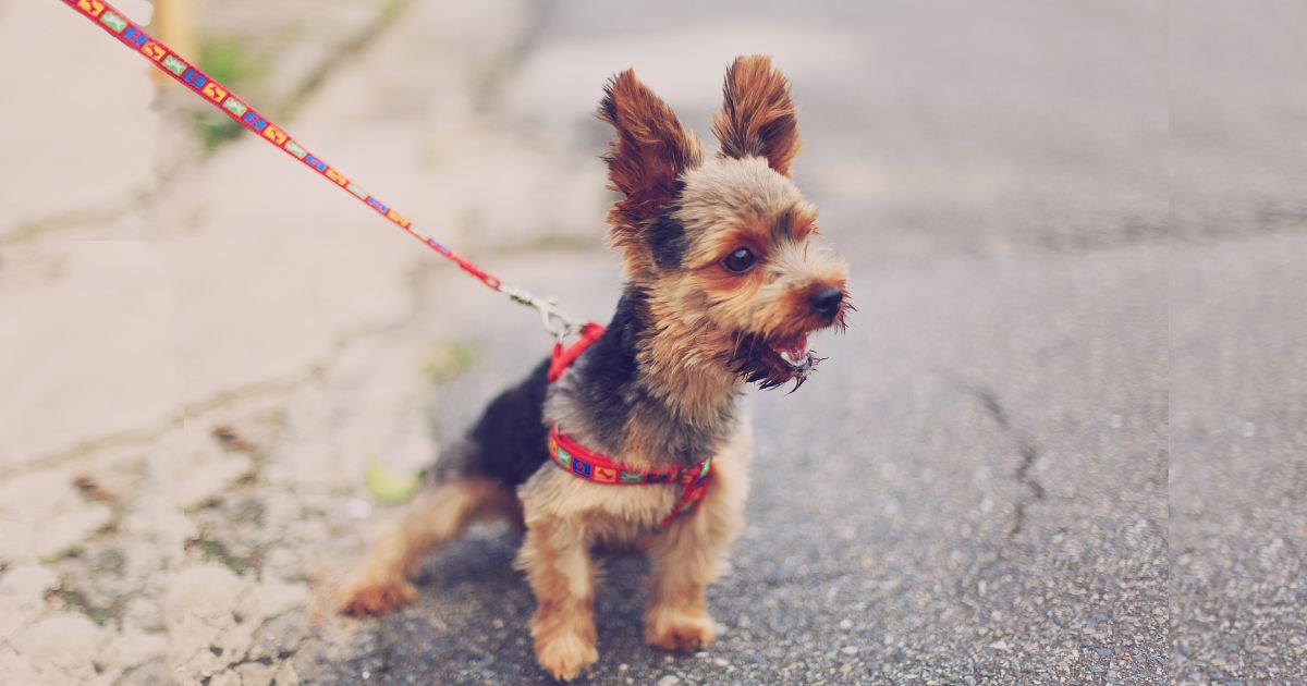 犬の吠え癖を直す方法は？愛犬がどんなときに吠えるか調査結果の発表も★ブリナビ調査隊★