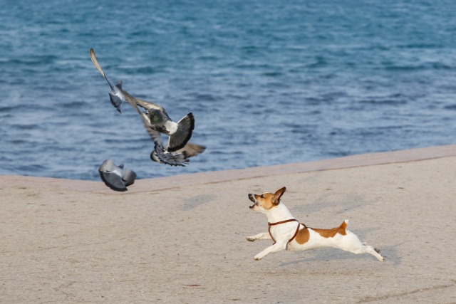 犬が吠える理由5興奮しているから