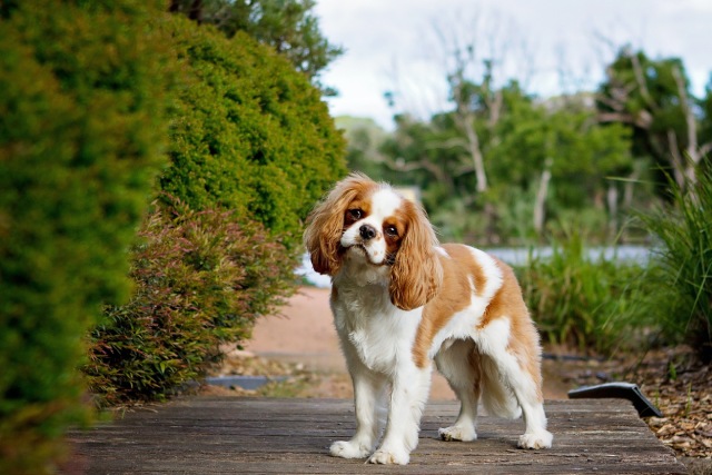 かわいい垂れ耳の犬種は おすすめ10種をご紹介 ブリーダーナビ