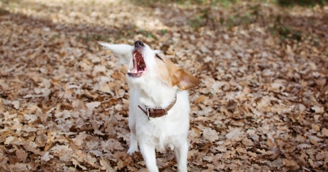 犬が吠える理由は？やめさせるにはどうすれば？