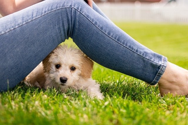 飼い主の足の下から顔を出す子犬