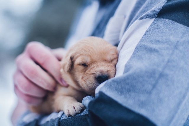 犬を飼いたいけど迷っている人へ。知っておくべき大切なこと