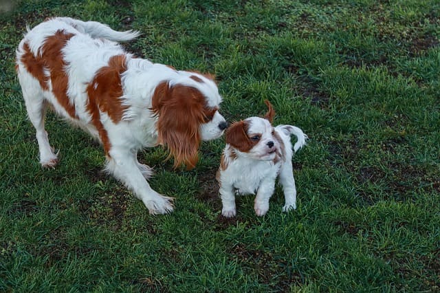 比較的吠えない犬種とは？おすすめ11選