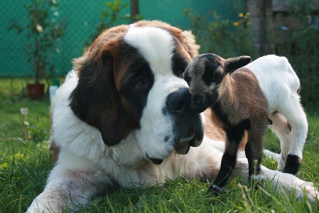 世界最大級 超大型犬 の種類一覧 ブリーダーナビ